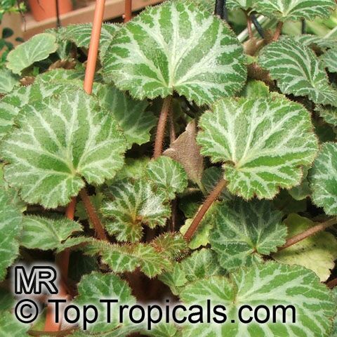 ساکسی فراگا